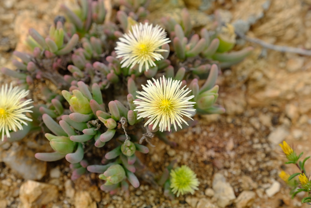 Namaqua Mopkop