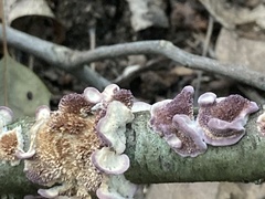 Trichaptum subchartaceum