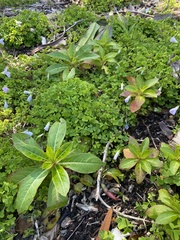 Impatiens sodenii