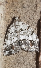 Macaria graphidaria