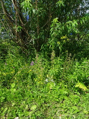 Pastinaca sativa sylvestris