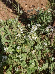 Brassicaceae