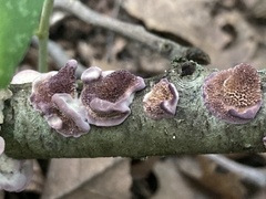 Trichaptum subchartaceum