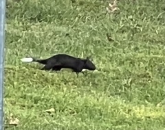 Sciurus carolinensis