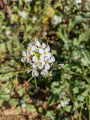 Brassicaceae