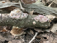 Trichaptum subchartaceum