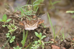 Odontoptilum angulata