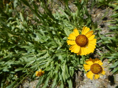 Helenium bigelovii