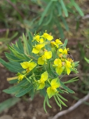 Euphorbia cyparissias