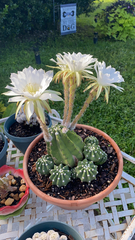 Echinopsis