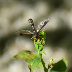 Physocephala vittata