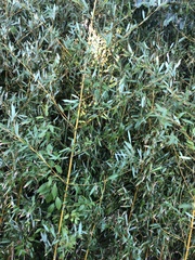 Bambusa vulgaris
