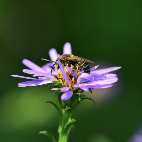 Ligated Furrow Bee photo 6