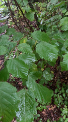 Corylus cornuta