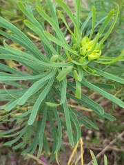 Euphorbia cyparissias