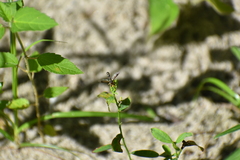 Physocephala vittata