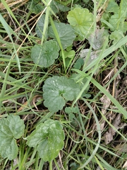 Glechoma hederacea