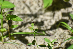 Physocephala vittata