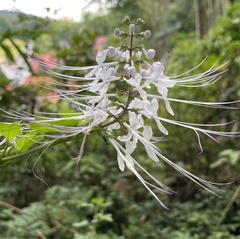 Orthosiphon aristatus