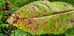 Pucciniastrum areolatum