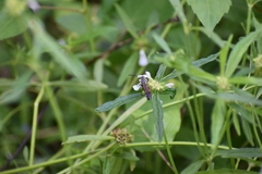 Campsomerinae
