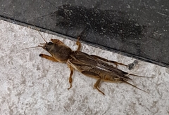 Gryllotalpa orientalis