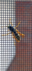 Polistinae