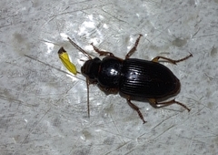 Harpalus