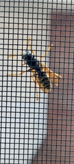 Polistinae