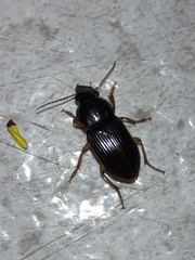 Harpalus