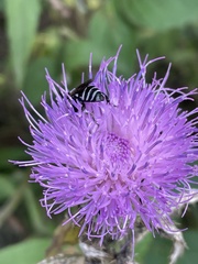 Triepeolus