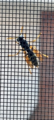 Polistinae