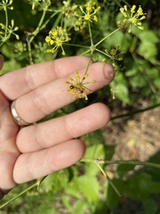 Foeniculum vulgare