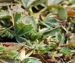 Sibbaldia procumbens
