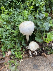 Amanita polypyramis