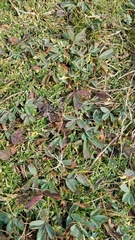 Sibbaldia procumbens