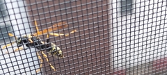 Polistinae