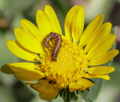 Helicoverpa armigera