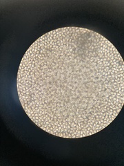 Pluteus