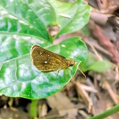 Iambrix salsala salsala