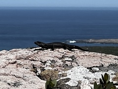 Karusasaurus polyzonus