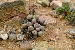 Conophytum meyeri