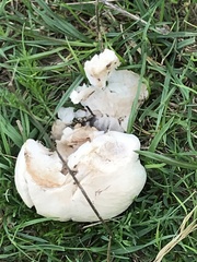 Lycoperdon pratense