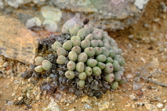 Conophytum meyeri