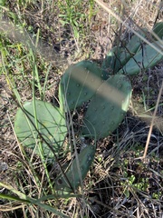 Opuntia cespitosa