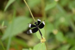Neurothemis tullia