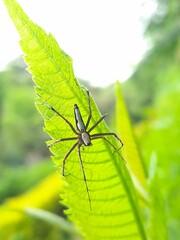 Oxyopes shweta