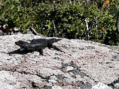 Karusasaurus polyzonus