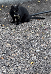 Felis catus