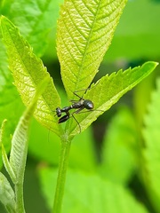 Odontomantis